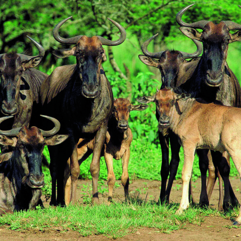 How To Plan & Book A Wildebeest Migration Safari