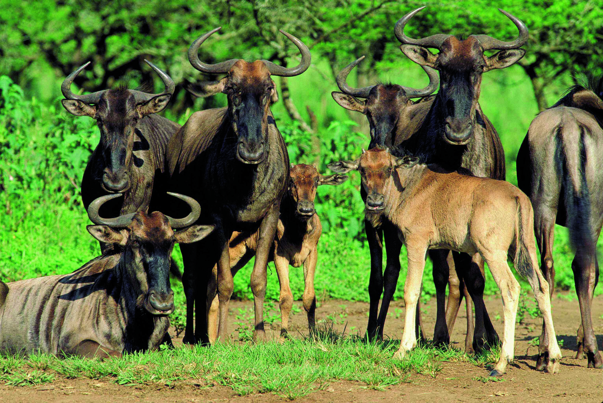 How To Plan & Book A Wildebeest Migration Safari