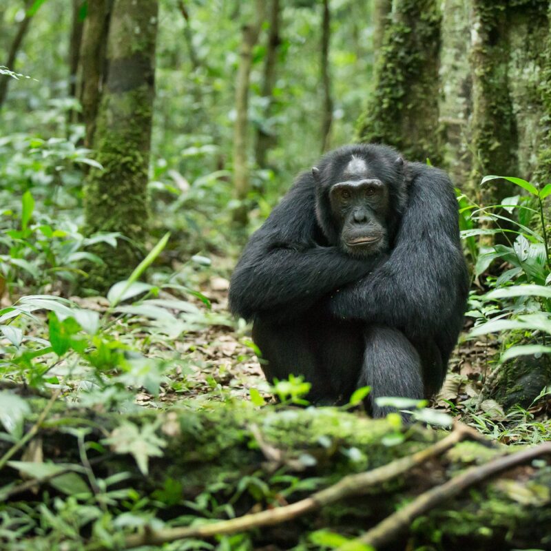 Are Chimpanzees Aggressive? Uganda Chimpanzee Trekking Safaris
