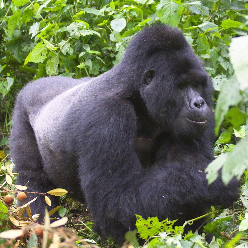 Uganda Gorilla Trekking: A Once-in-a-Lifetime Experience