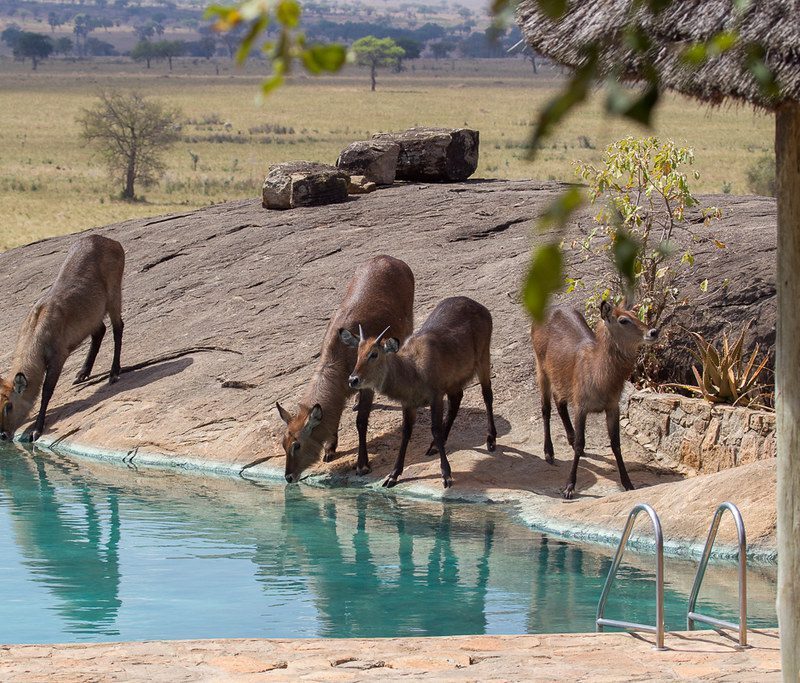 16731810001_587807ef8f_b Accommodation in Kidepo National Park