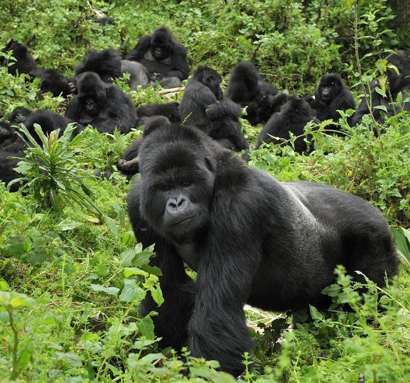 31443690802_65dfc1ef64_b Getting to Bwindi Impenetrable Forest National Park