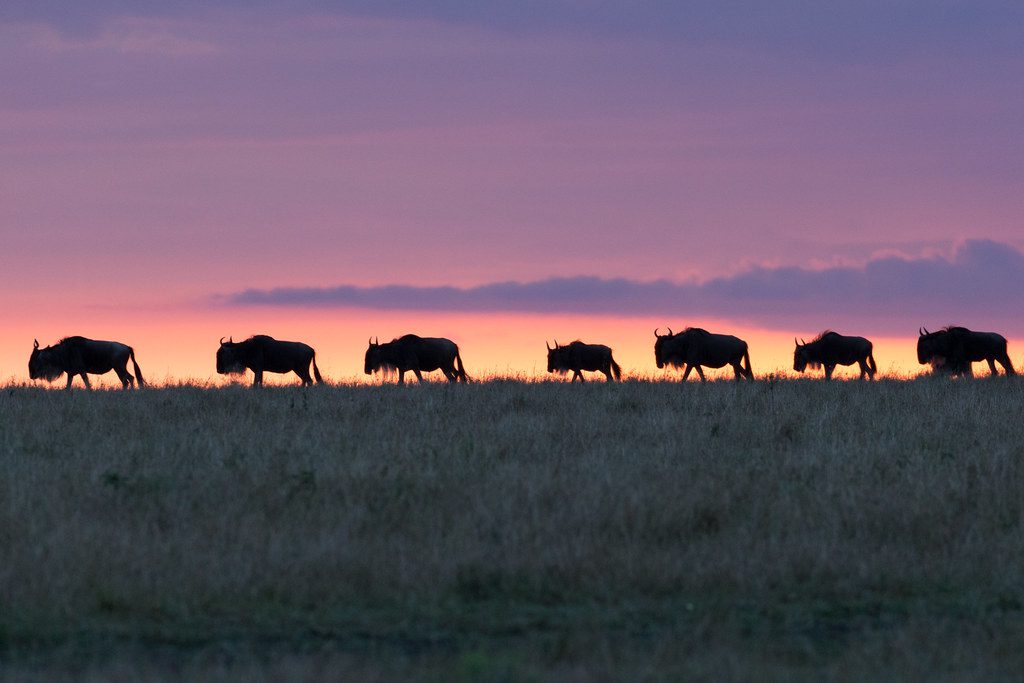 What Is Kenya's Most Visited National Park?