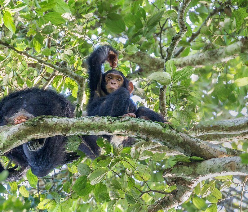 Chimpanzee Trekking in Kibale Forest National Park