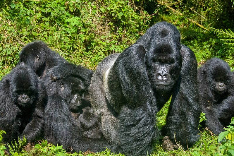 Where Should You Go on an East African Safari?