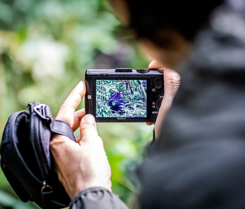 46889870622_5371c8d3cd_b East Africa's Best Chimpanzee Trekking Locations