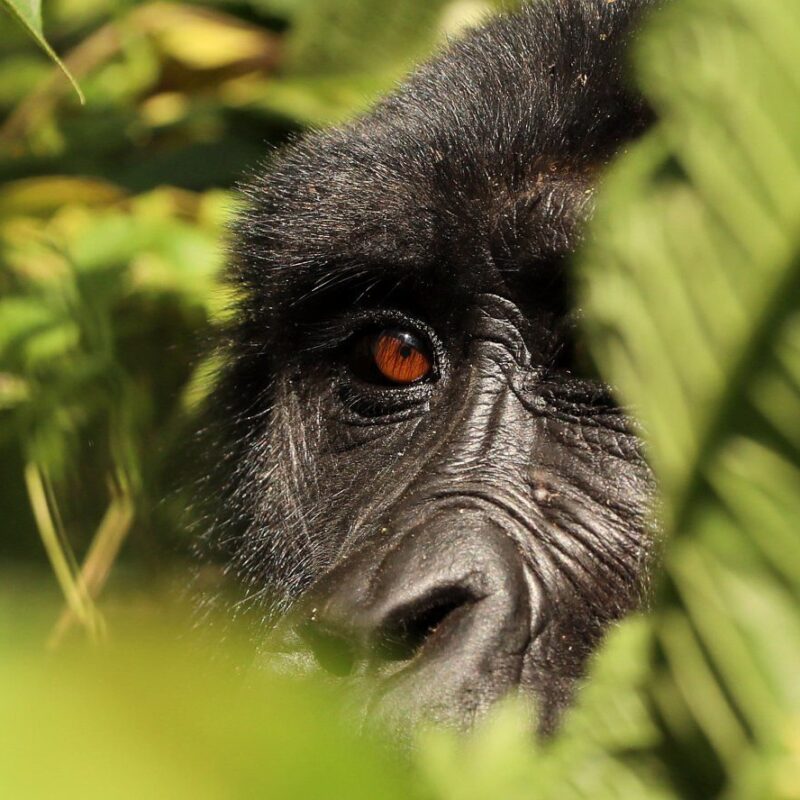 Travelling to Africa for a Gorilla Safari?
