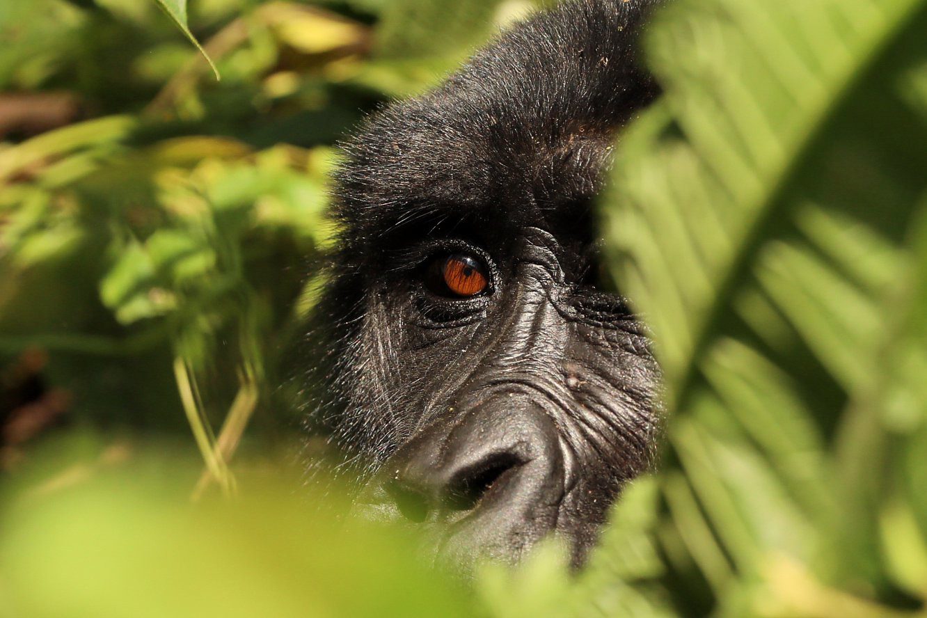 Travelling to Africa for a Gorilla Safari?