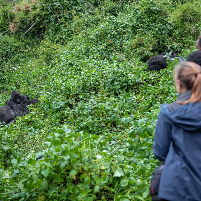 How to Reserve Gorilla Trekking Permits in Uganda