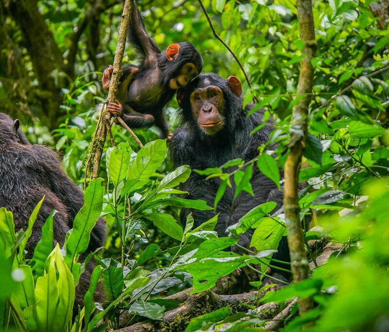 52522636574_b88dce9ec6_b Chimpanzee Trekking in Uganda: A Wild Adventure