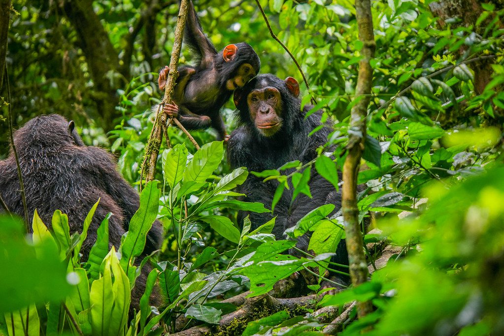 Chimpanzee Trekking in Uganda: A Wild Adventure