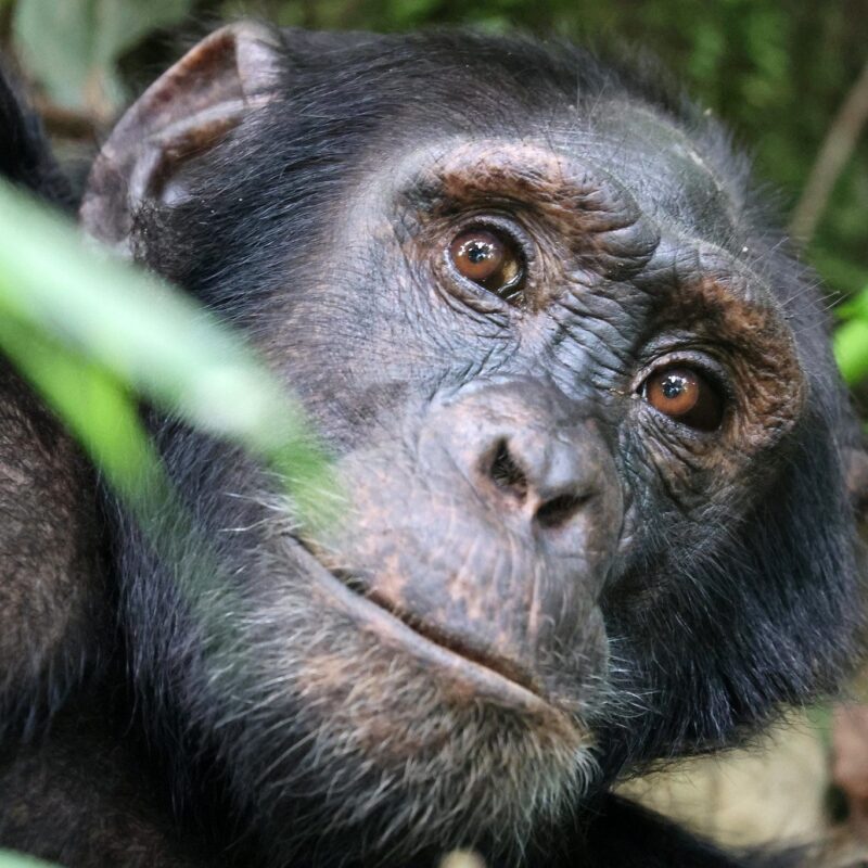 52932938929_62c21d7539_k Getting to Kibale Forest National Park for Chimpanzee Trekking