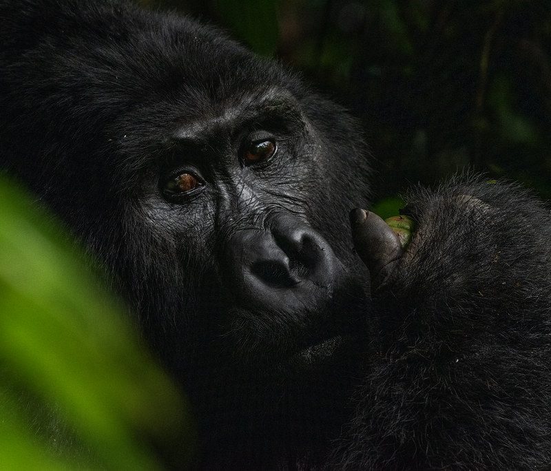 53230099194_1c743ab7dd_b A Step-by-Step Guide to Booking a Uganda Gorilla Safari