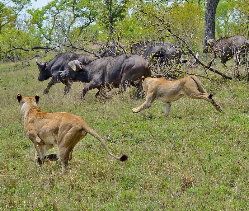 What Safari Activities Are Popular During the Rainy Season?