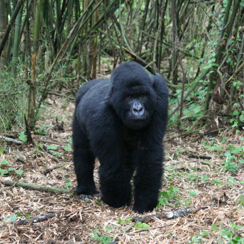 gorilla trekking in Rwanda