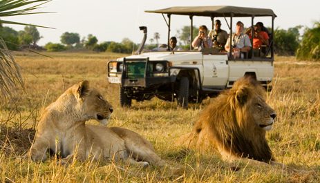 Reasons to Hire a Safari Guide for Your Uganda Safari
