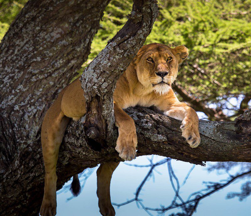 What Makes Uganda a Standout Safari Destination?