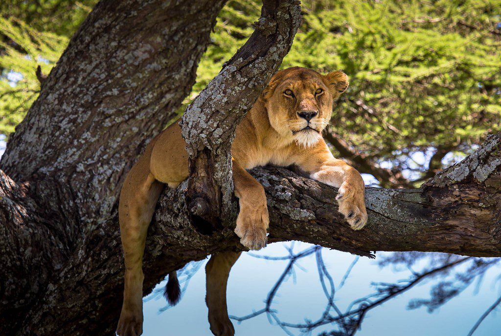 What Makes Uganda a Standout Safari Destination?