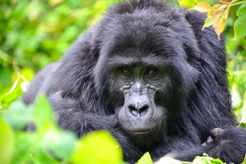 Common blunders to avoid while planning a gorilla trekking safari