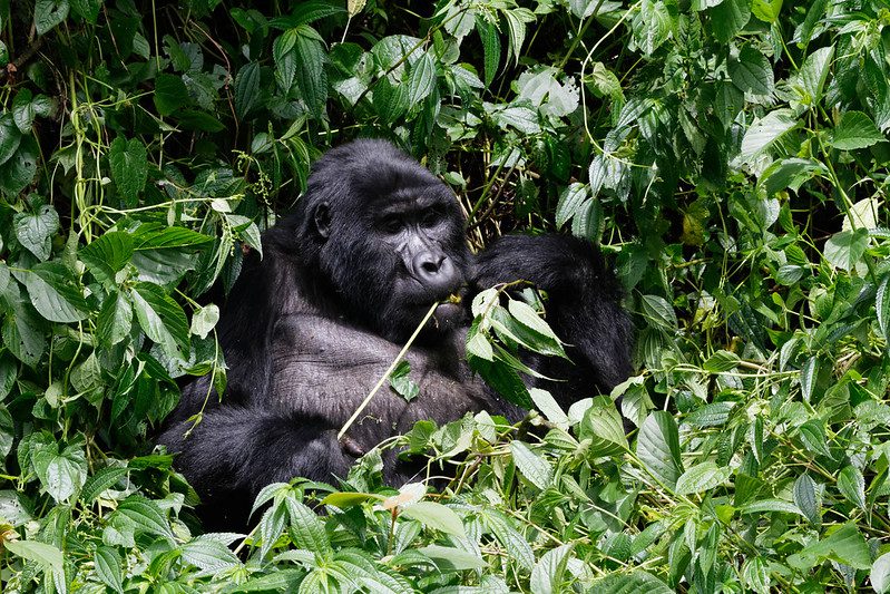 Uganda Gorilla Habituation Experience