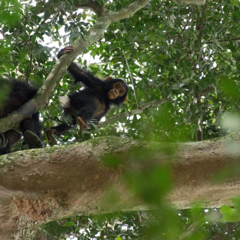 chimpanzees at The Kyambura Gorge