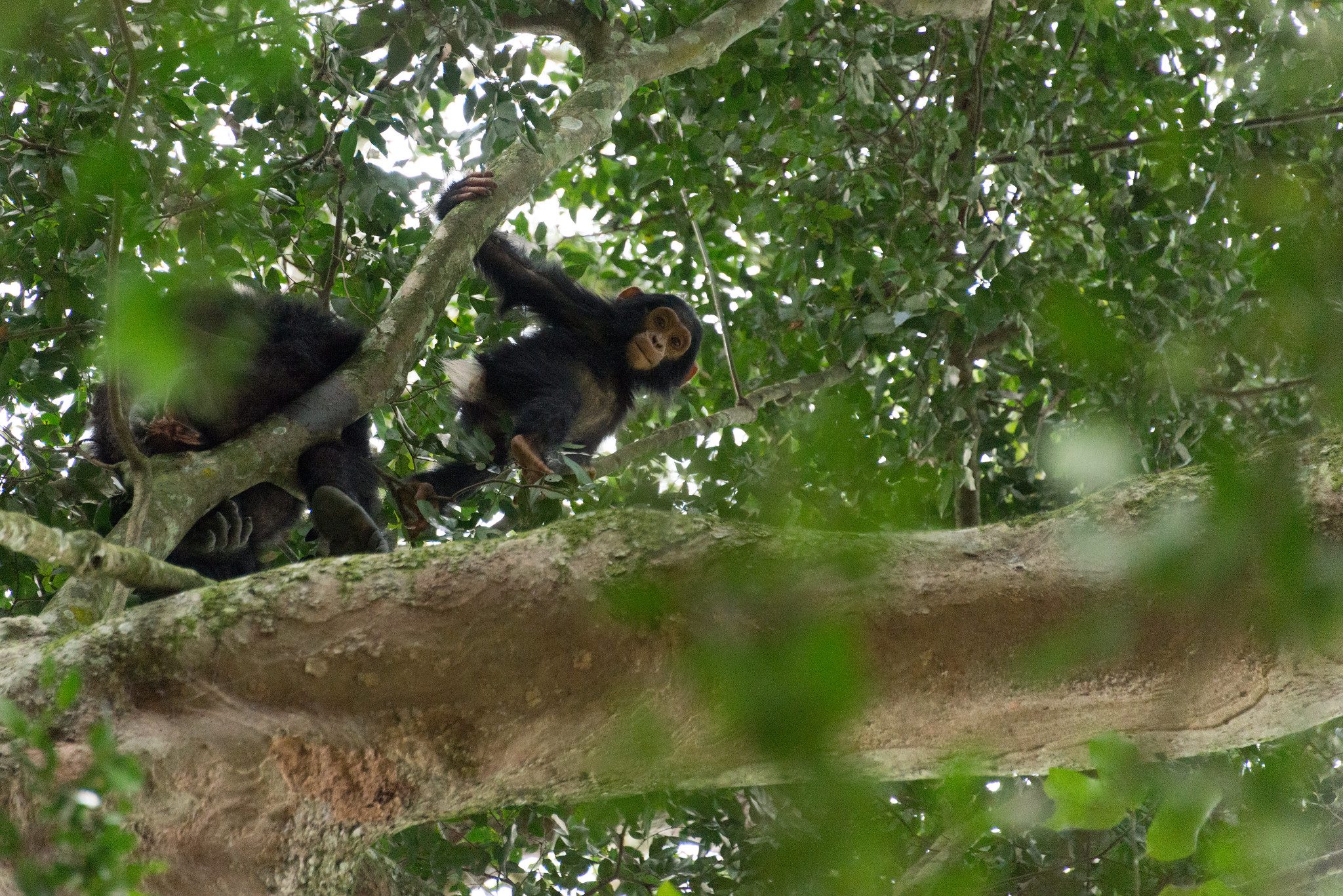 chimpanzees at The Kyambura Gorge