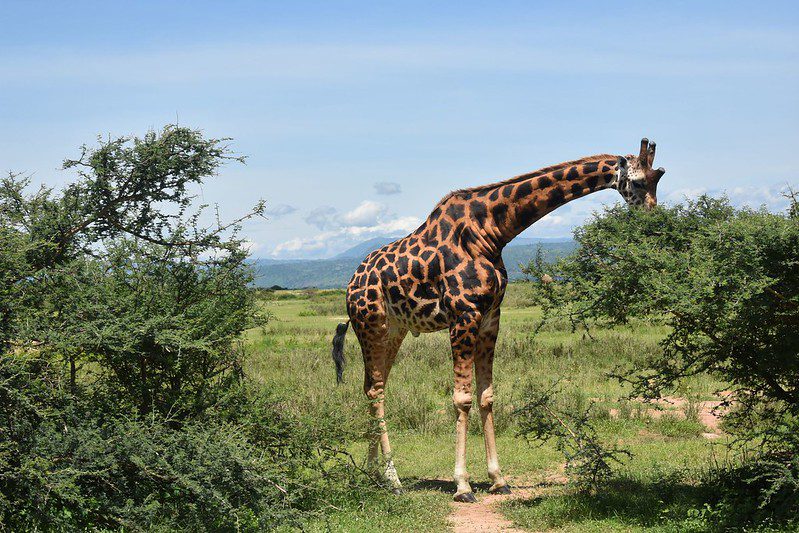 When is the best time to visit Uganda?