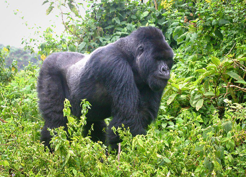 Uganda Safari Tours Travel Tips
