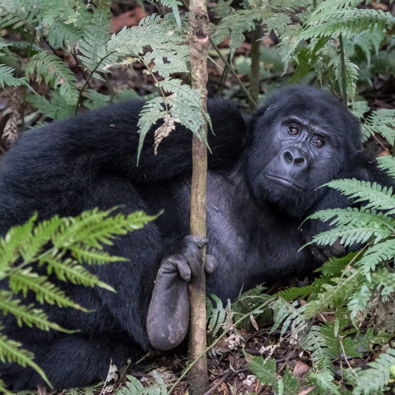 gorilla seen on a uganda honeymoon safari in bwindi forest
