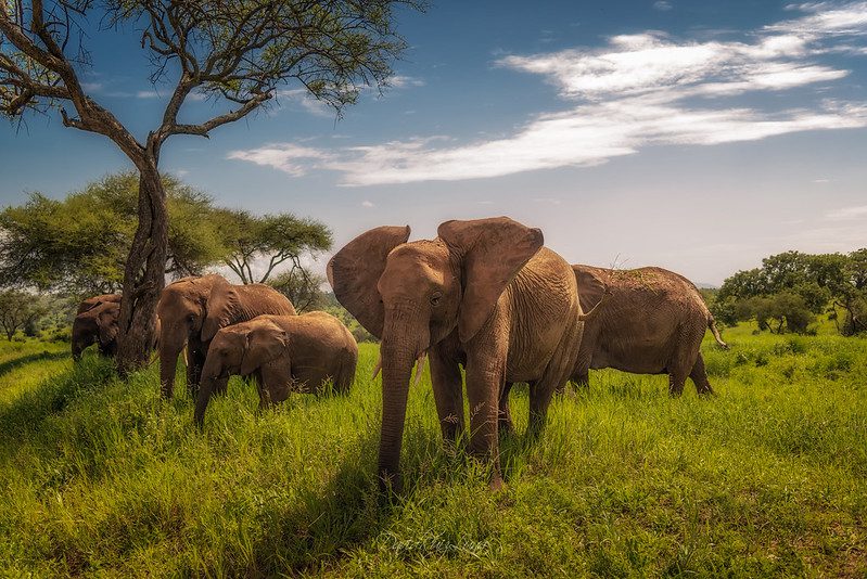 Best Tanzania Safari, Tours and Holiday Destinations