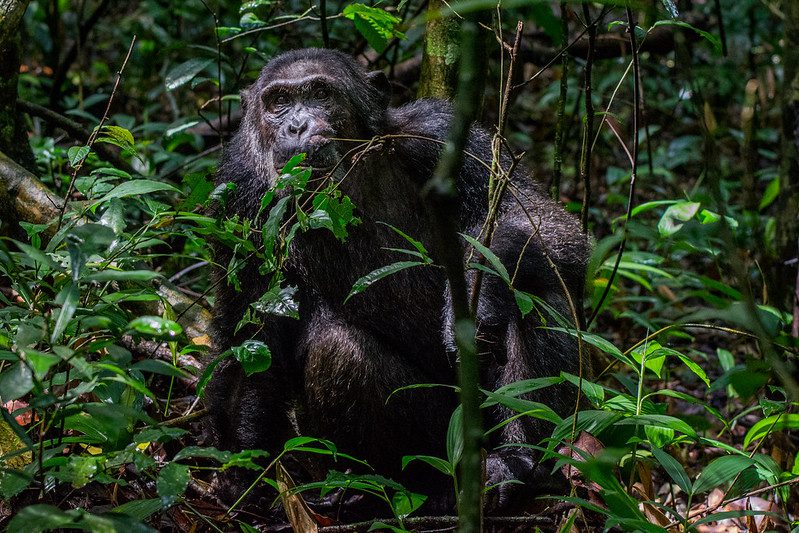 Rwanda Chimpanzee Trekking