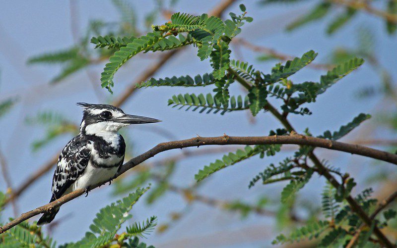 Birdwatching destinations in Uganda
