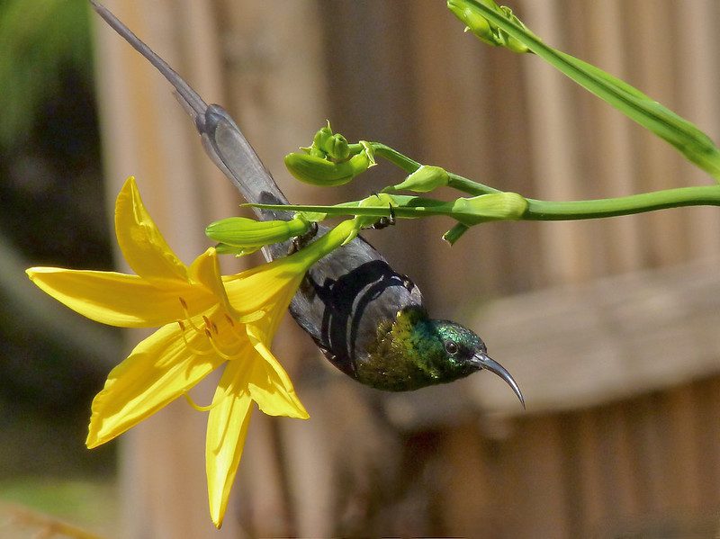 Discover Uganda's Rich Birding Sanctuary.