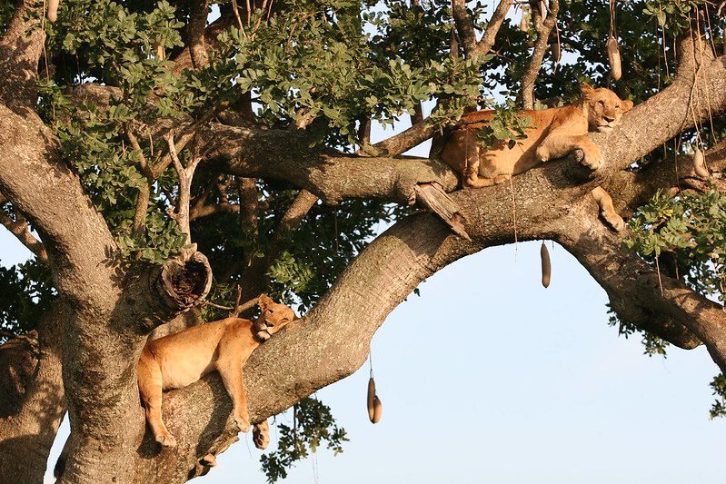 Top Uganda Safari Destinations