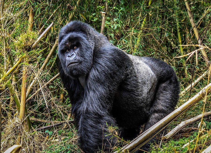 The best way to prepare for a gorilla trekking adventure