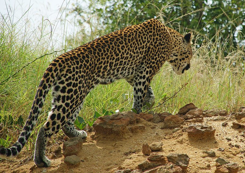 What to Expect When Travelling to Uganda, From Wildlife to Culture