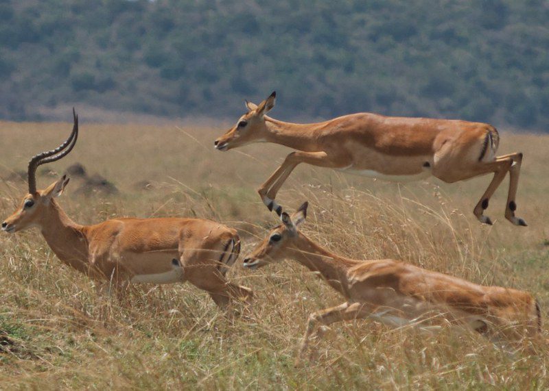 When is the best time to visit Maasai Mara National Park