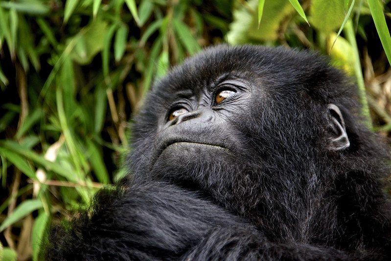 Gorilla trekking tours for solo travelers