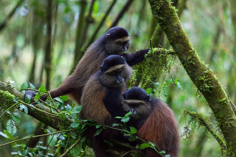 Gorilla and Golden monkey tracking in Uganda-Rwanda