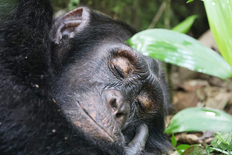 Chimpanzee or Gorillas