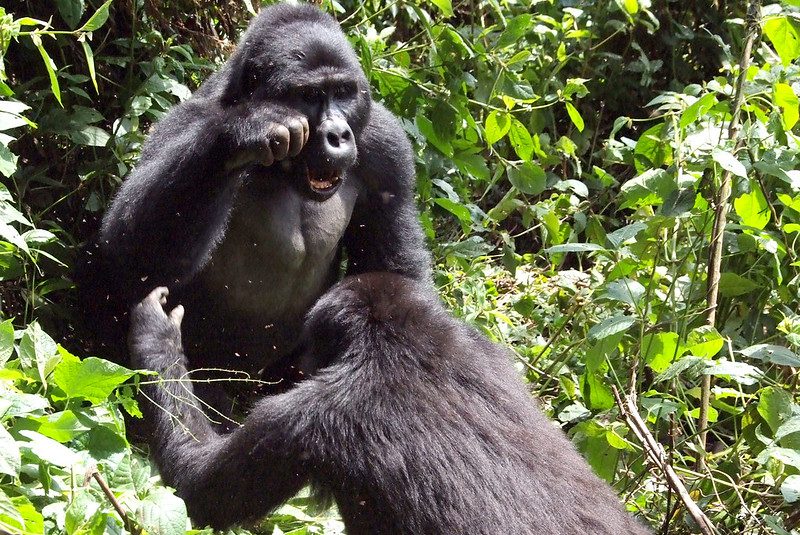 3 days Gorilla Habituation Experience