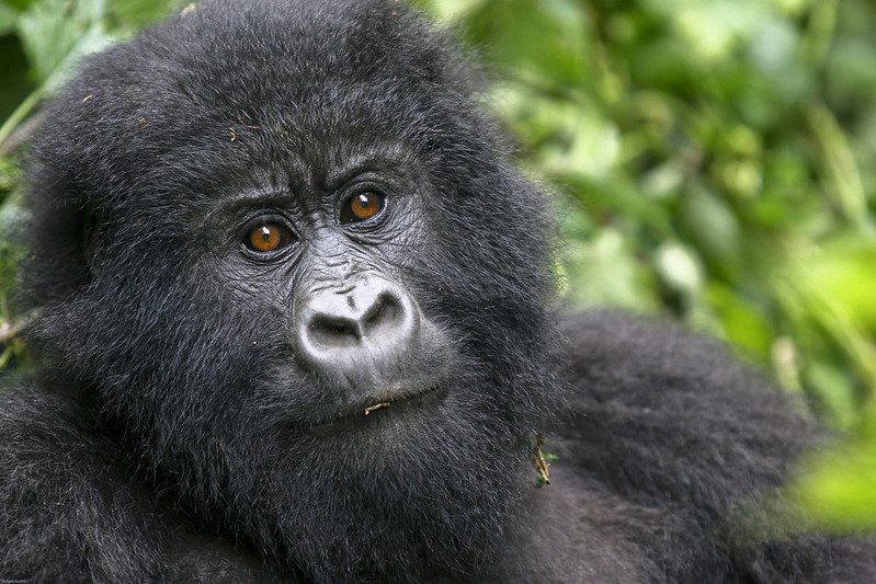 Rwanda Gorilla Trekking, permits, cost and all you need to know
