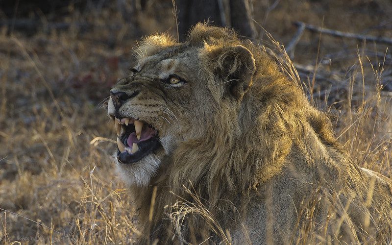 5 Must-See Animals on a Big Five Safari