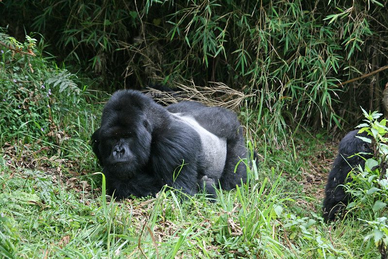 RWANDA, THE LAND OF A THOUSAND HILLS