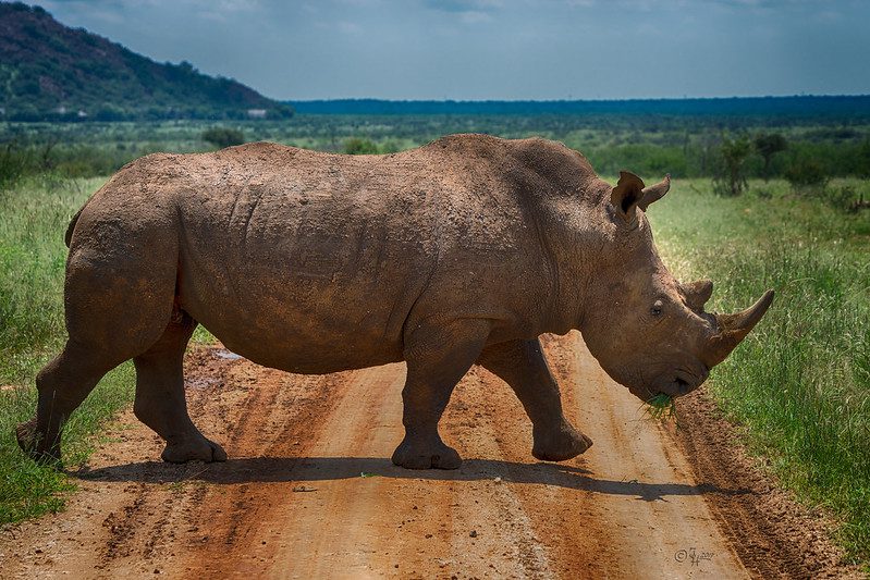 Booking a Big Five Safari: Tips and Tricks