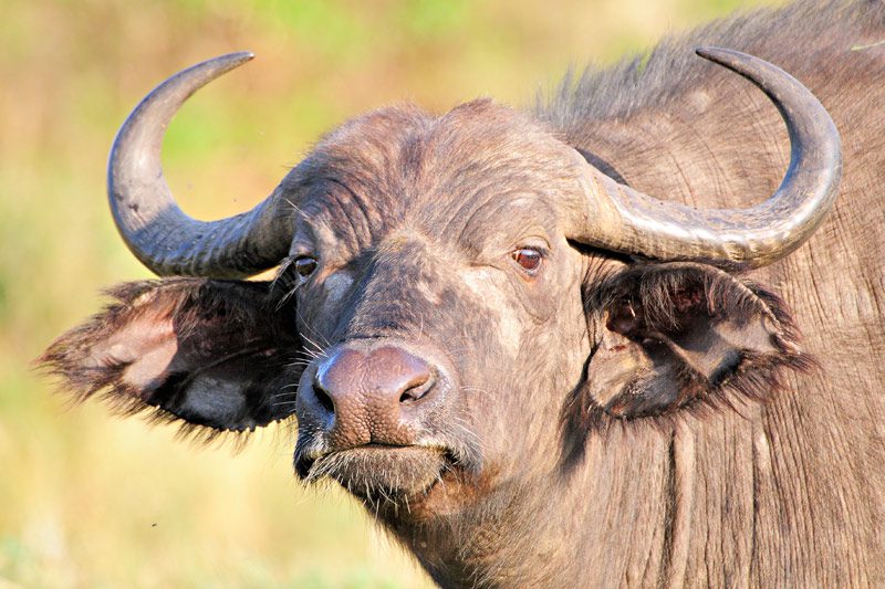Spotting the Big Five: Best Wildlife Reserves in Kenya