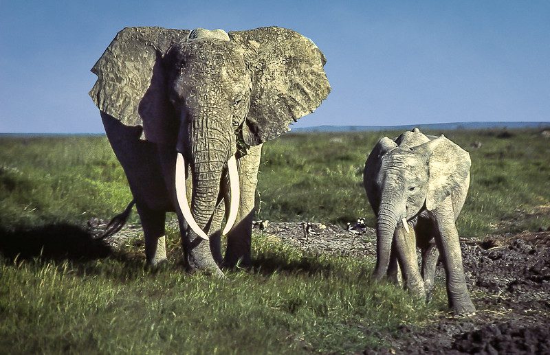 Planning Your Dream Big Five Safari: What to Pack and Expect