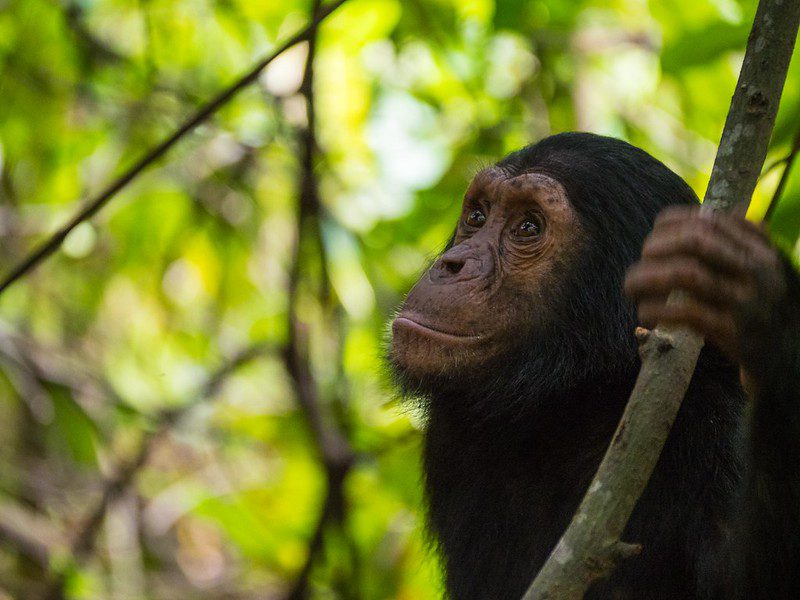 The Cost for chimpanzee trekking in Kyambura Gorge Queen Elizabeth National Park