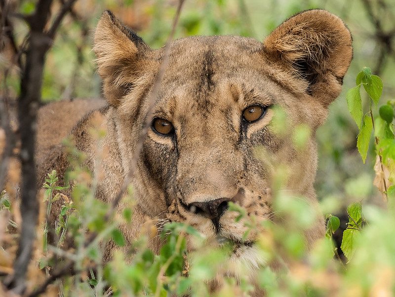 Kenya's Big Five Safari: An Unforgettable Wildlife Encounter