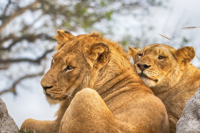 Getting Up Close and Personal with Africa's Big Five